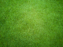 Bermuda Grass Hybrid Seeds | Fine Lawn Grass for Your Garden