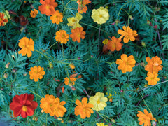 Cosmos Sulphureus Flower Seeds Mix Color | Heat-Tolerant Summer Blooms
