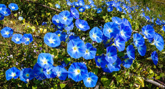 Morning Glory Blue Flower Seeds in Pakistan Climbing Vine with Stunning Blooms