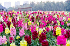 Antirrhinum Mix Flower Seeds | Colorful Snapdragon Blend for Pakistans Winter