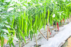 Hybrid Green Chili Seeds (Sabaz Mirch) High Yield, Disease Resistant