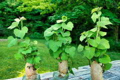Sweet Potato Vine Paneeri Fast-Growing Decorative Plant for Pakistan Gardens