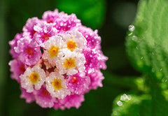 Buy Verbena Pink Flower Seeds in Pakistan Long Blooming Plant