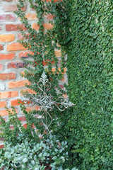 Ivy Creeper Plant Classic Evergreen Climber for Walls & Gardens