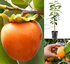 Japani Phal (Persimmon) Plant Grafted, 2 Years Old, Premium Fruit Variety