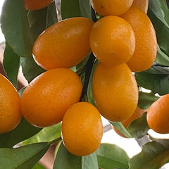 Kamkath (Kumquat) Fruit-Bearing Plant