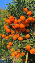 Kinnow Plant 2 Year Old Citrus Fruit Tree for Home Garden