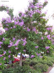 Lagerstroemia Plant (Crape Myrtle) Long-Blooming Ornamental Tree