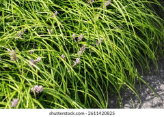 Lehroopi Grass Natural Lawn & Ground Cover
