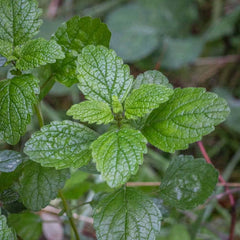 Lemon Balm Hybrid Seeds in Pakistan Aromatic Herb Seeds for Tea & Healing Gardens