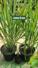 Lemon Grass Plant Fresh Fragrant Herb for Garden & Home