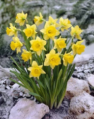 Local Daffodil Flowering Bulbs Bright Spring Blooms