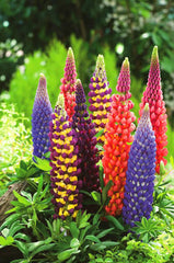 Lupins Mix Seeds in Pakistan Colorful Spiked Flowering Plants for Seasonal Gardening