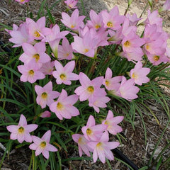 Habranthus Rain Lily Bulb – Pink Fairy Lily / Monsoon Blooming Flower (Limited stock)