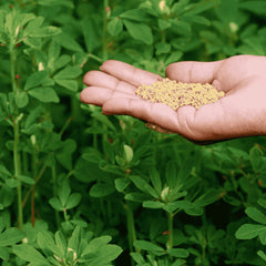 Hybrid Meethi Seeds Fast-Growing Fenugreek for High Yield