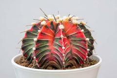Gymnocalycium Cactus Plant – Premium Flowering Moon Cactus