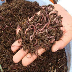 Vermi Compost (2 kg)