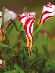 Oxalis Versicolor Candy Cane Flower Bulbs