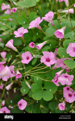 Oxalis Pink Purpurea Elegant Pink Clover Blooms