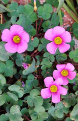 Oxalis Purpurea (Deep Rose) Bulb Elegant Deep Pink Blooms for Garden Lovers