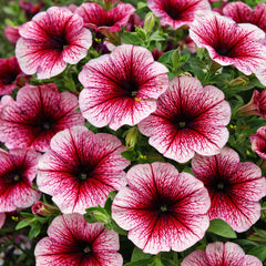 F1 Petunia Grandiflora Red Seeds in Pakistan Hybrid Large Blooms for Winter Gardens