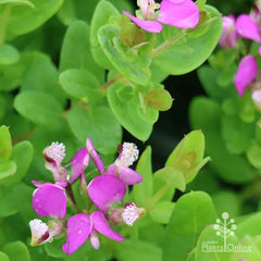 Polygala Plant – Premium Polygala Ornamental Flowering Plant
