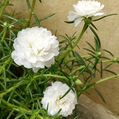 Portulaca White Flower Seeds Din ka Raja White Blooms for Pakistani Summers