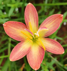 Rain Lily Hybrid Z Duangmanee Bulb – Exotic Yellow Blooming Rain Lily