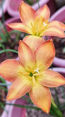 Rain Lily Hybrid Wagyu Bulb – Stunning White Blooming Rain Lily