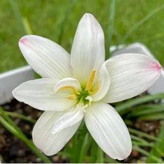 Rain Lily Hybrid Krungkao Bulb – Elegant White Blooming Rain Lily