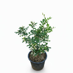 Marvi Plant in Pakistan Medicinal & Aromatic Herb for Home Use