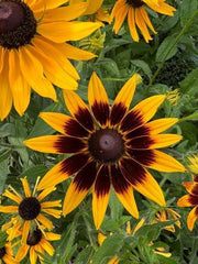 Rudbeckia Seeds (Black-Eyed Susan) – Bright Summer & Autumn Flower