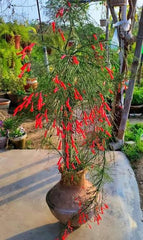 Buy Russelia Plant (Fire Creeper) Red Flowering Waterfall Plantsselia plant/ fire creeper