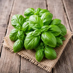 Italian Basil Hybrid Seeds in Pakistan Fresh Herb Seeds for Pots & Kitchen Gardens