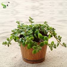 Tangled Heart Plant is a beautiful trailing ornamental plant known for its delicate, intertwined stems and attractive..