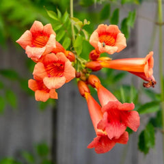 Tecoma Orange Plant Bright & Long-Flowering Shrub for Home & Garden