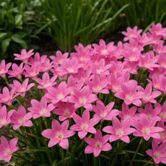 Rain Lily Hybrid Parade – Bright Pink Premium Bulb