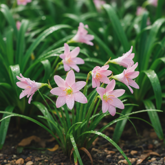 Rosy Cheeks Rain Lily (Zephyranthes Hybrid) – Soft Blush Bloom