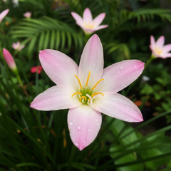 Touch of Love Rain Lily – Bi-Color Romantic Bloom Lily