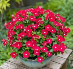 Vinca Dwarf Oceana Red Seeds – Heat Tolerant Summer Flower