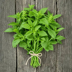 White Basil Hybrid Seeds in Pakistan Fragrant Herb Seeds for Culinary Use