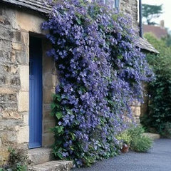 Wisteria Vine (Wasteria Bail) | Elegant Flowering Climber
