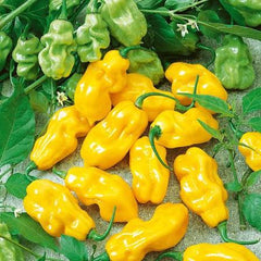 Yellow Habanero Pepper Seeds (Hybrid) – Spicy Hot Chili