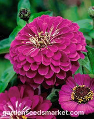 Zinnia Liliput Purple Seeds – Compact Summer Flower