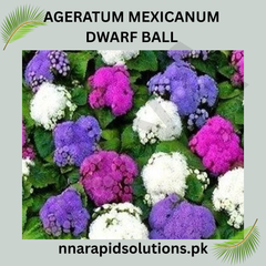 Ageratum Mexicanum Dwarf Ball Seeds in Pakistan Compact Blue Flowering Plants