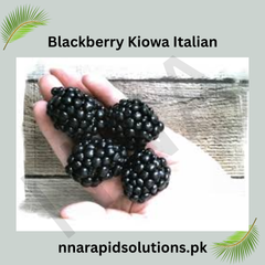 Italian Blackberry Kiowa Plant High-Yield Blackberry Variety for Pakistan Gardens