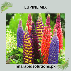 Lupins Mix Seeds in Pakistan Colorful Spiked Flowering Plants for Seasonal Gardening