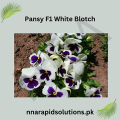 Pansy F1 White Blotch Premium Hybrid Winter Flower Seeds