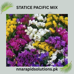 Statice Pacific Mix Seeds in Pakistan Colorful Cut Flower Seeds for Gardens
