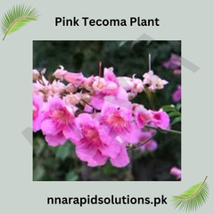Pink Tecoma Plant Beautiful Trumpet-Shaped Blooms